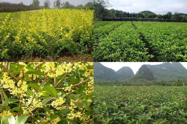 桂花菊花决明子茶的功效1681269010141