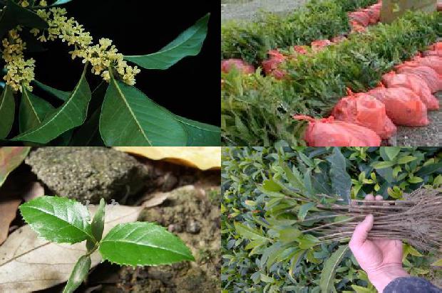 桂花茉莉花陈皮茶功效与作用1681269253621