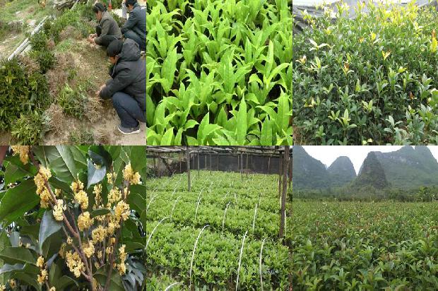 桂花跟什么一起泡最好1681269282415