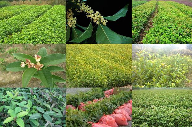桂花冬季可以移植好吗1688521629103