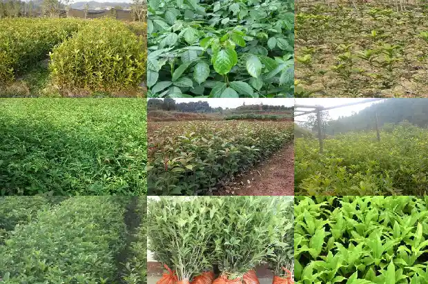 药用桂花的功效与作用1681344524346