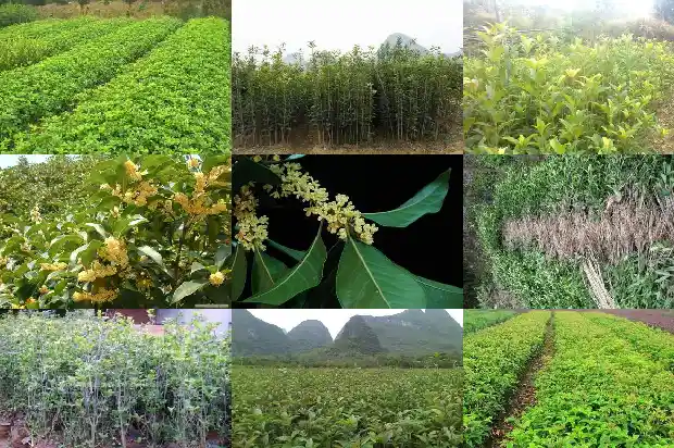 药用桂花的功效与作用1681344524355
