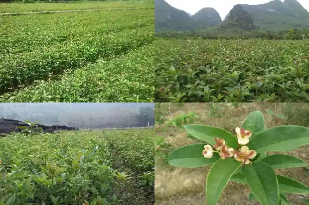 桂花的功效与作用及用法用量1681345168814
