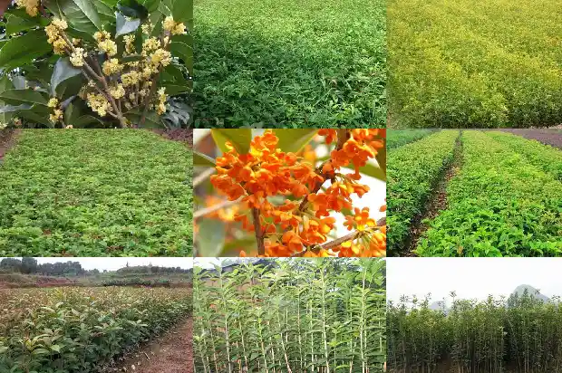 桂花的功效与作用及用法用量1681345168909