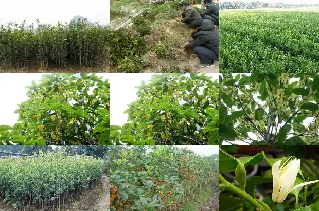 桂花的功效与作用与主治1681345315330