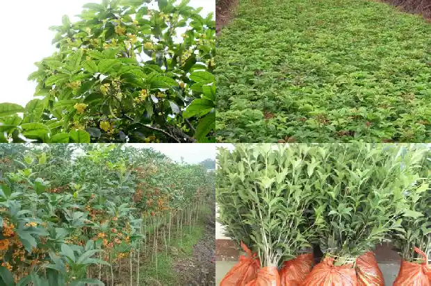 桂花泡水喝有什么功效作用1681345612564
