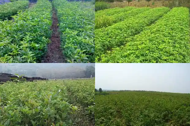 桂花泡水喝有什么功效作用1681345612611