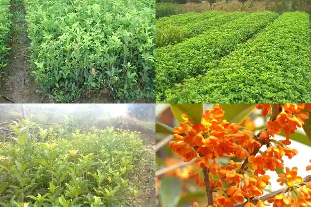 桂花和枸杞大枣可以一起喝吗1681345893140