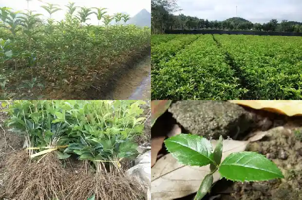 桂花和枸杞大枣可以一起喝吗1681345893186