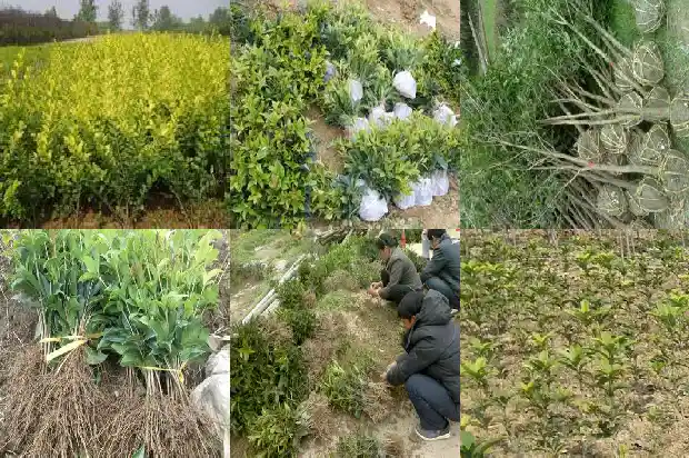 请问桂花的作用1681346067509