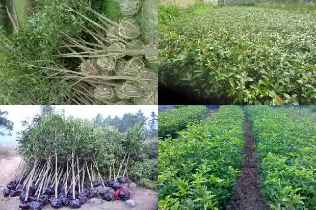 请问桂花的作用1681346067557