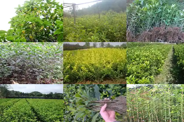 桂花的药用价值和功效与作用1681346304279