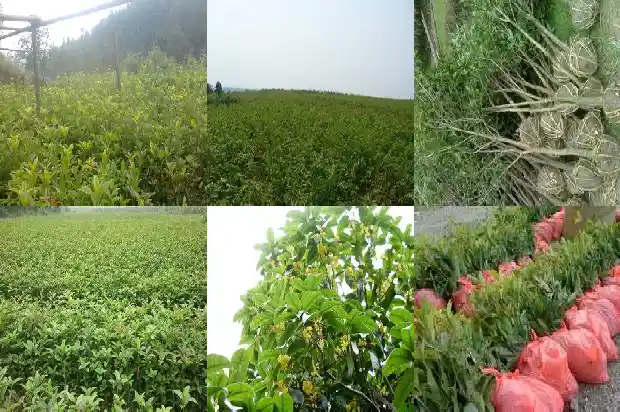 桂花的药用价值和功效与作用1681346304326