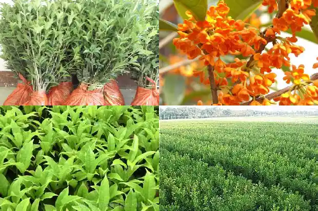 桂花的药用价值和功效与作用1681346304373