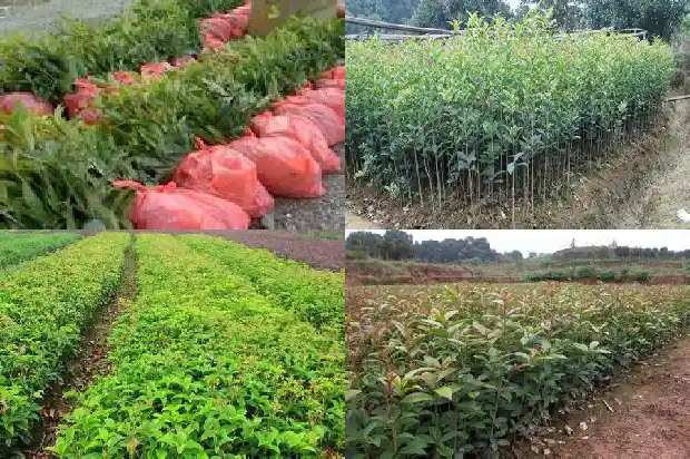 桂花木弹弓硬度排行第几1688518291318
