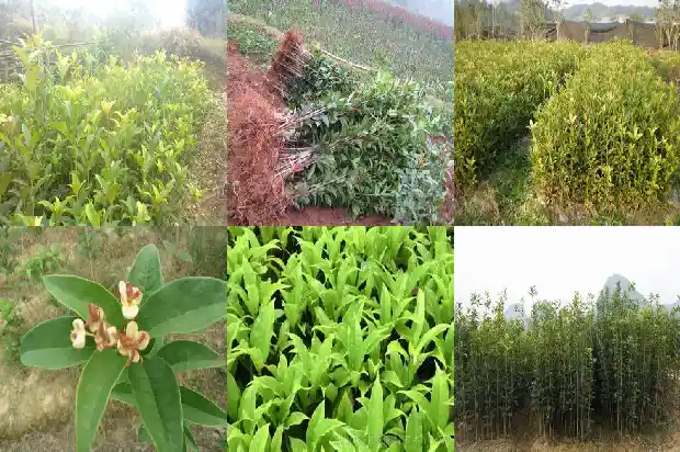 桂花的作用与价值1681346806112