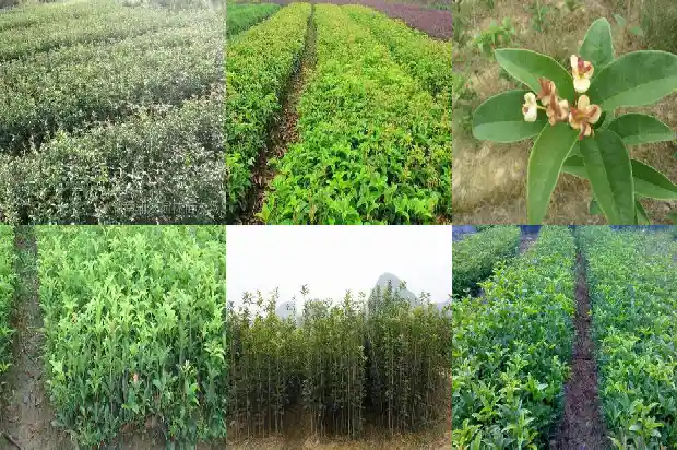 桂花药用价值和作用是什么1681347106531