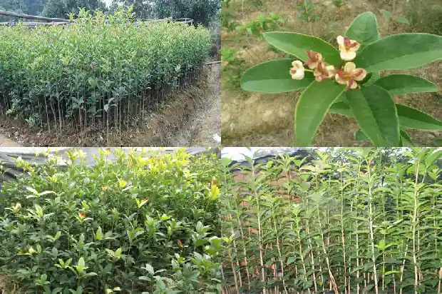 桂花药用价值和作用是什么1681347106579