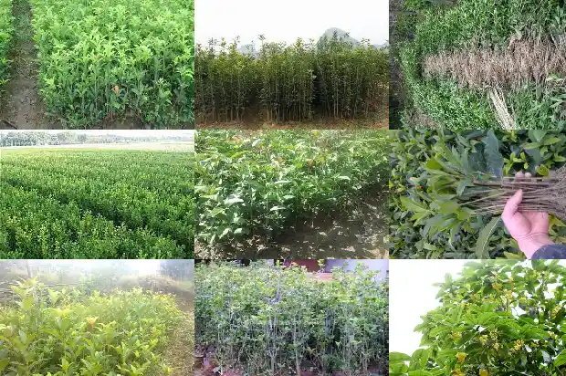 桂花药用价值和作用是什么1681347106626