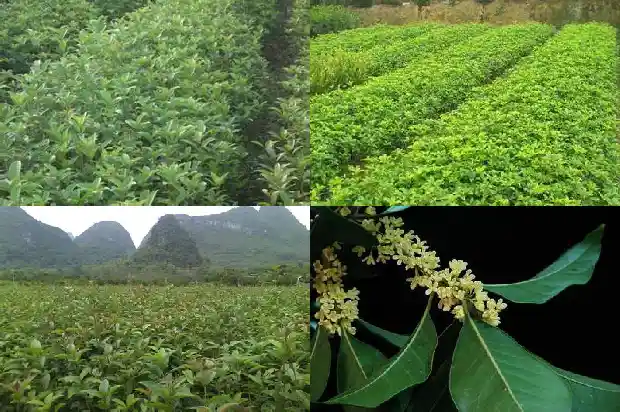 桂花泡水喝的功效与副作用1681347357121