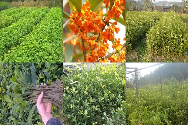 桂花泡水喝的功效与副作用1681347357217
