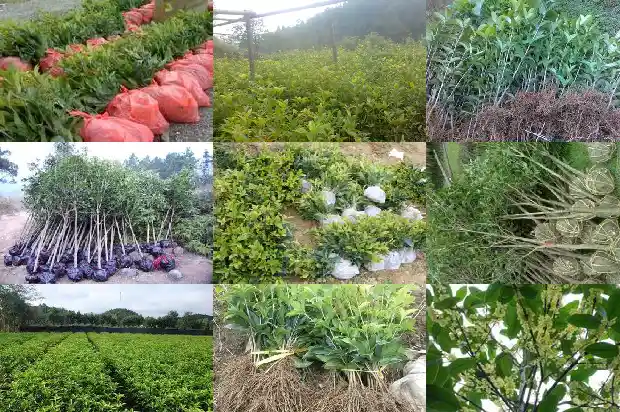 桂花做香包的功效与作用禁忌症是什么1681347583853