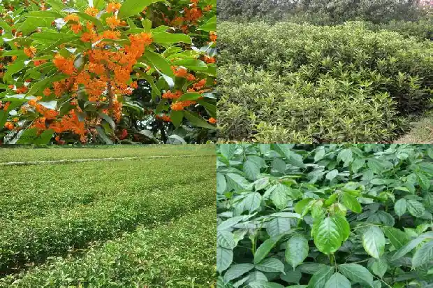 桂花香包的制作方法和所需要的材料1681347694333
