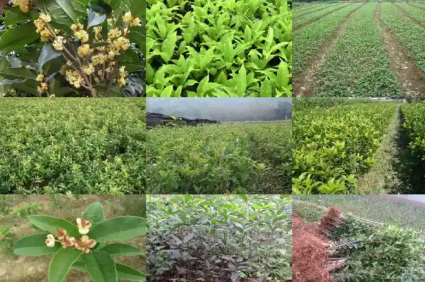 桂花香包的制作方法和所需要的材料1681347694381