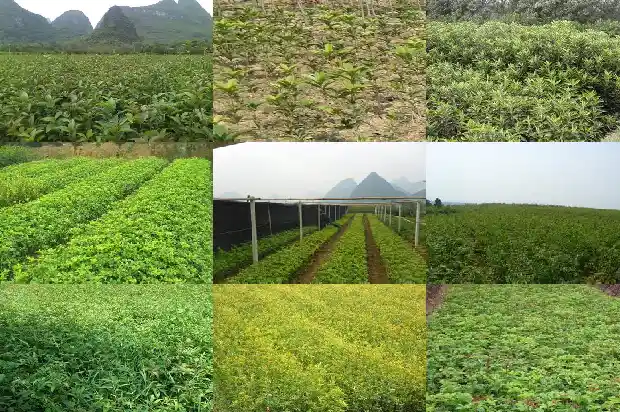 桂花香包的制作方法和所需要的材料1681347694428