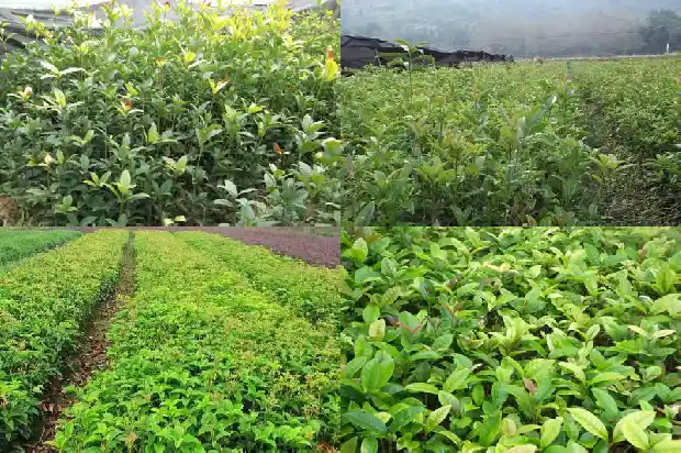 10公分的桂花树价格是多少钱一棵1690158076146