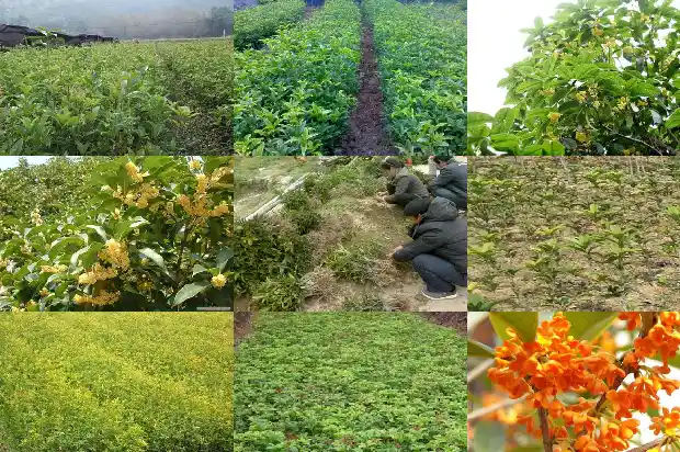 桂花糕怎么做需要什么材料呢1681347798964