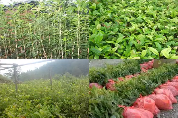 桂花糕怎么做需要什么材料呢1681347799012