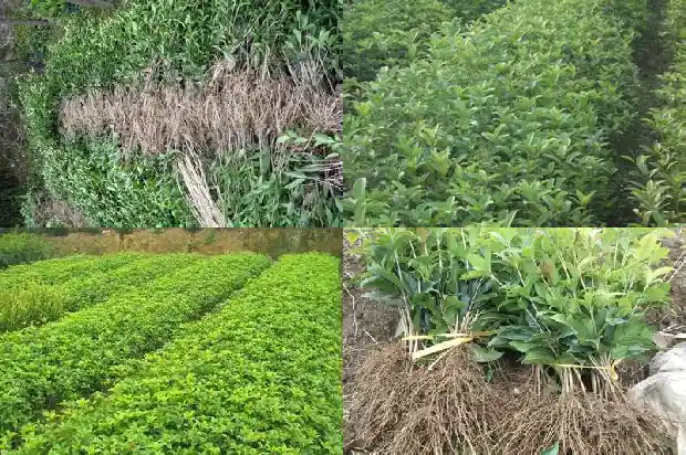 桂花糕是怎么做的?需要什么食材?1681347899162