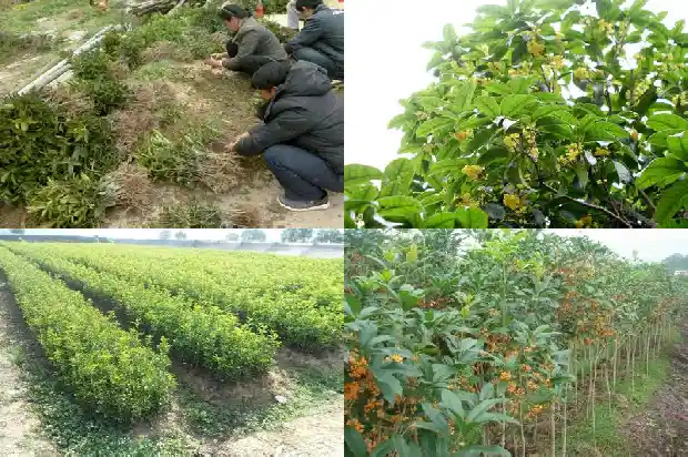 桂花糕是怎么做的?需要什么食材?1681347899257