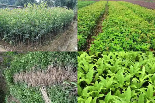 桂花糕需要的材料1681348021194