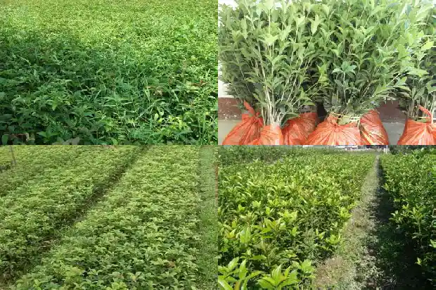 桂花糕是怎么做的桂花是怎么做的1681348116524
