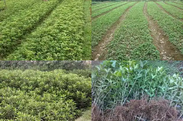 桂花糕是怎么做的桂花是怎么做的1681348116619