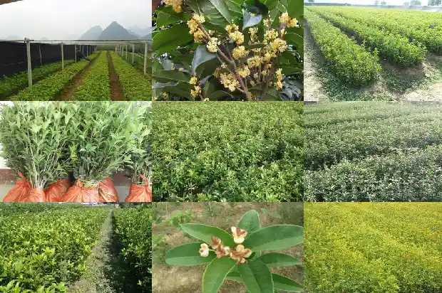 桂花糕是怎么做的桂花是怎么做的1681348116667