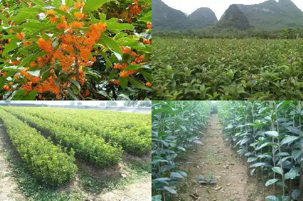 桂花糕与八蒸糕1681348235431