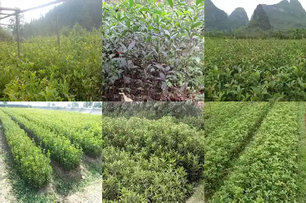 桂花糕与八蒸糕1681348235575