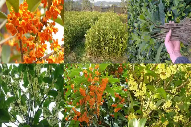桂花树什么味道最香1688861709255
