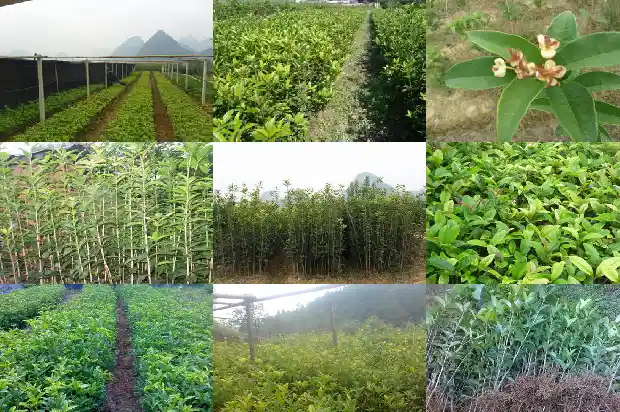 桂花糕是哪里的特产1681348324722