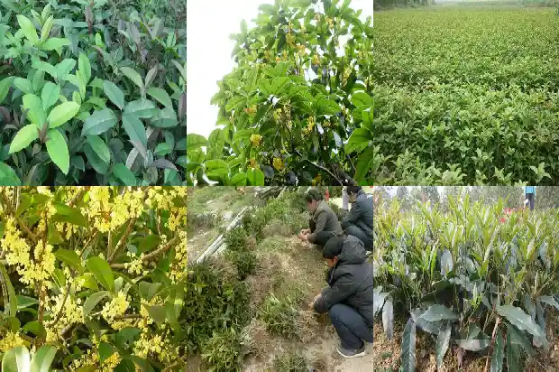 黄酒可以泡桂花酒吗1681348537313