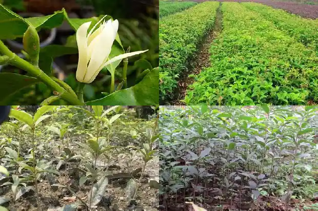 桂花多少一棵1689986212673