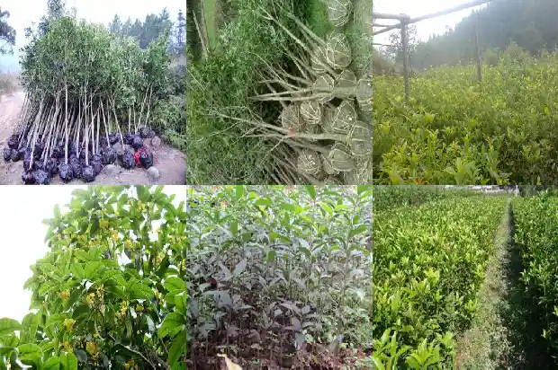 黄酒可以泡桂花酒吗1681348537408