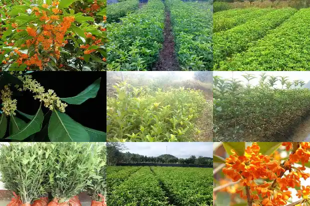 雄黄桂花可以用桂花可以泡酒吗1681348786973