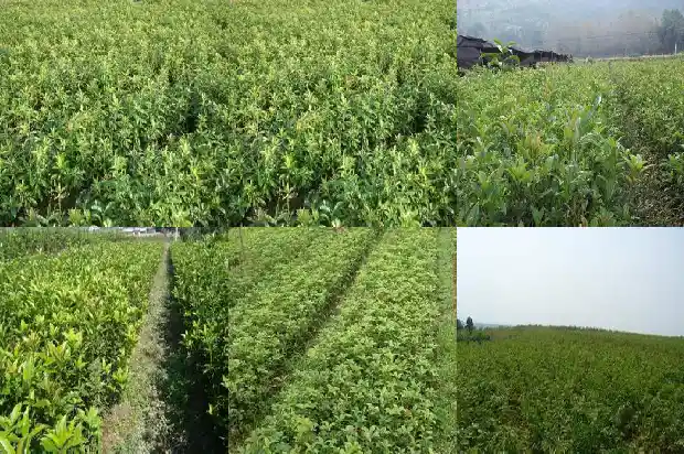 雄黄桂花可以用桂花可以泡酒吗1681348787068