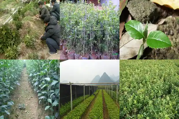 桂花茶的作用?1681348964133