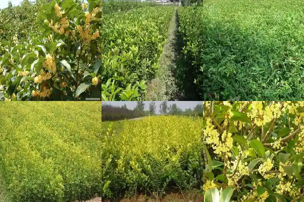 桂花茶的作用?1681348964229