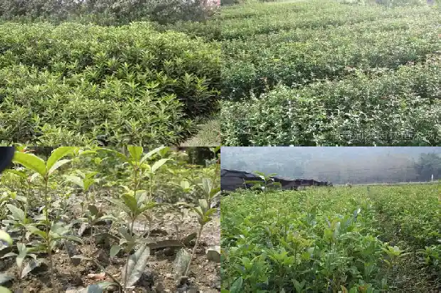 桂花茶的作用?1681348964277